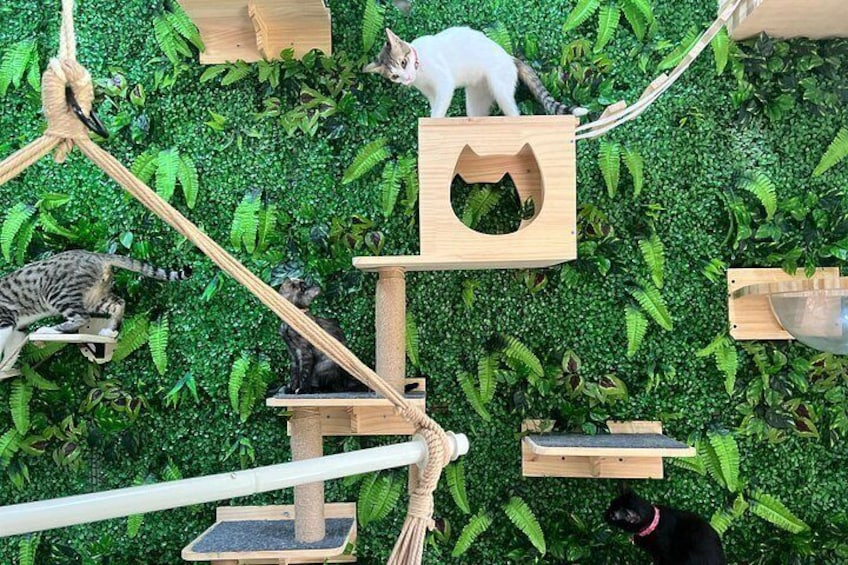 Come play - love - adopt! 2