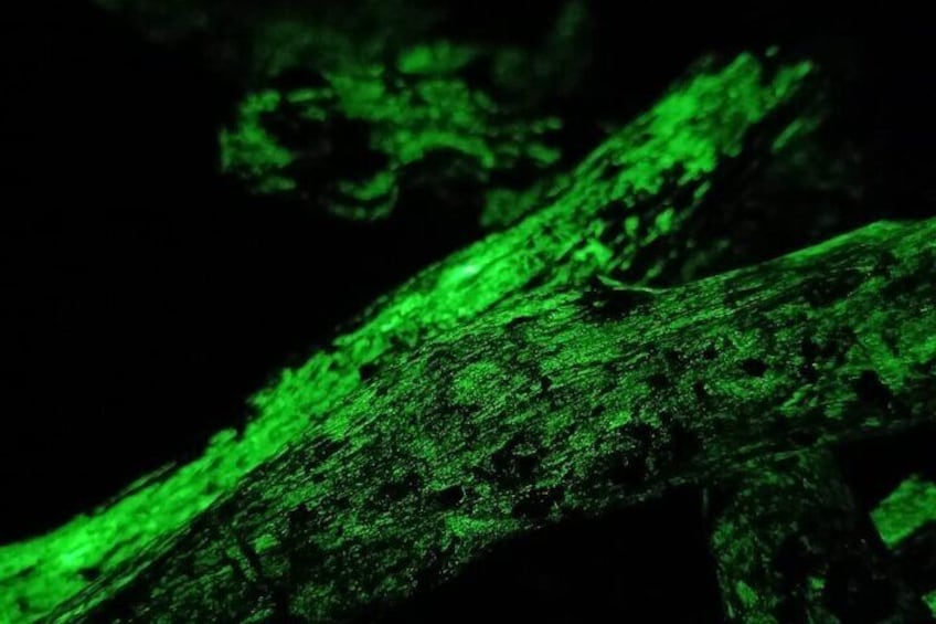 A green-lit tree branch. 2