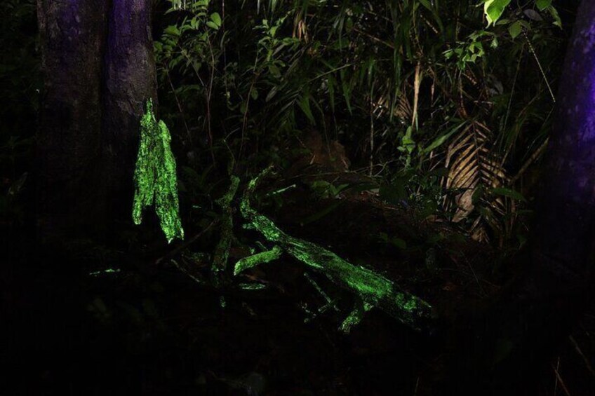 A forest with a large tree trunk and green foliage. 1