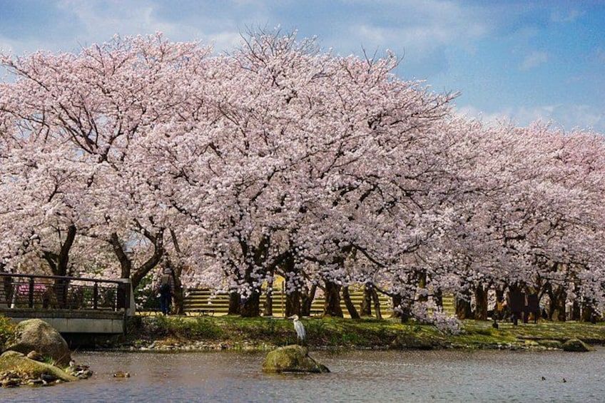 Árboles de cerezo en plena floración a lo largo de un paseo fluvial. 4