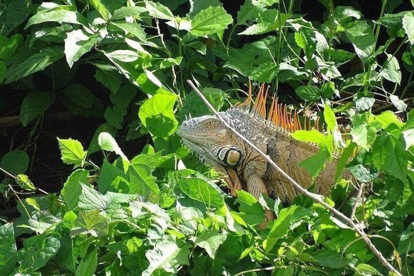 Una iguana en un entorno natural con abundante follaje verde. 2
