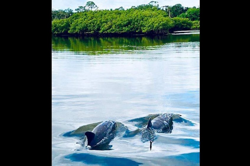 This is Sam and Samantha our local resident Dolphin couple 3