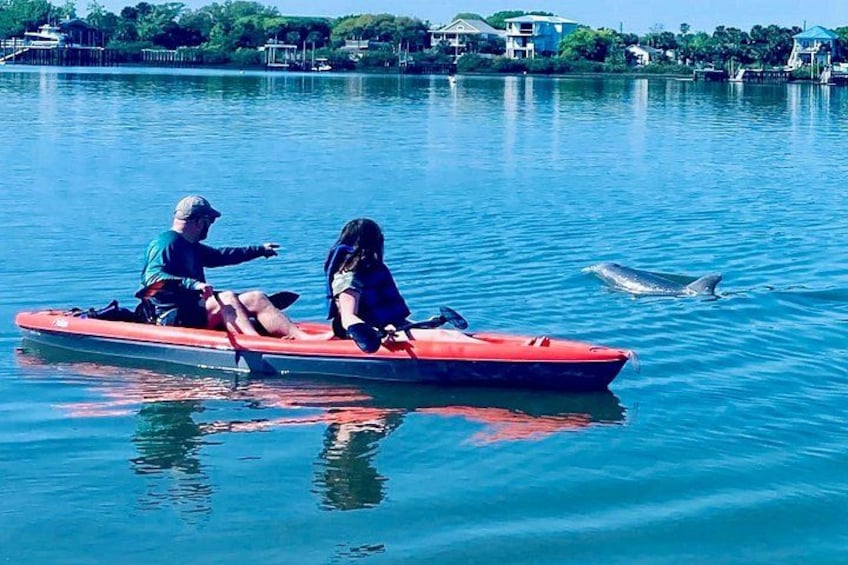 There are so many dolphins in the St. Augustine area! 5