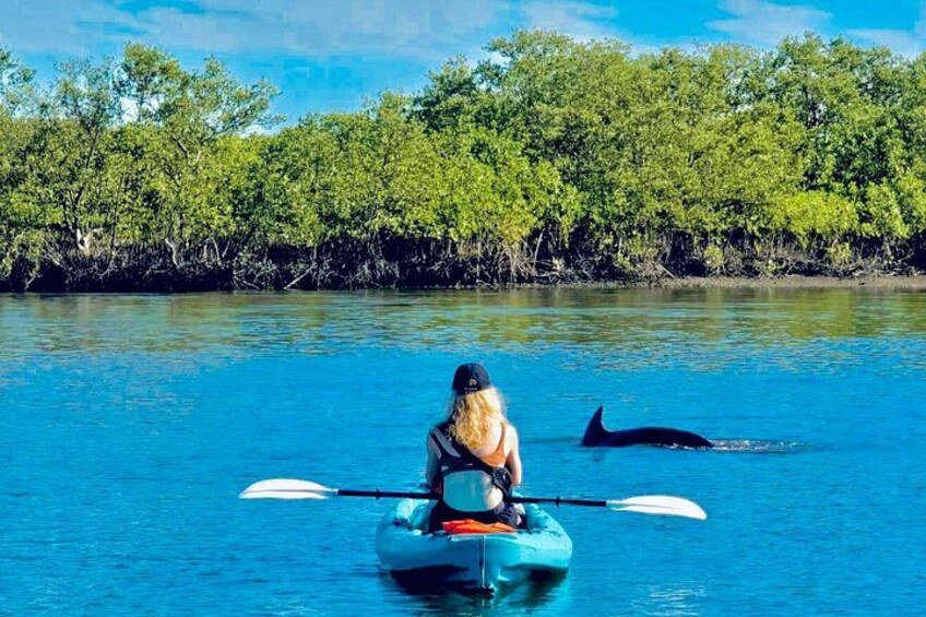 We often see the baby Dolphins where we go in St. Augustine! 4