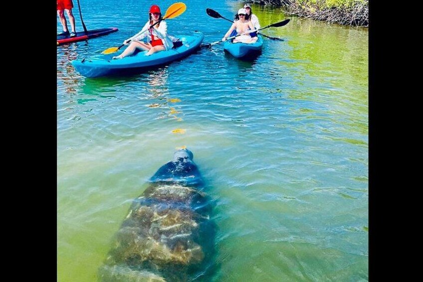 Guests often experience unforgettable close encounters with gentle manatees during our guided St. Augustine kayak and paddleboard eco-tours. 1
