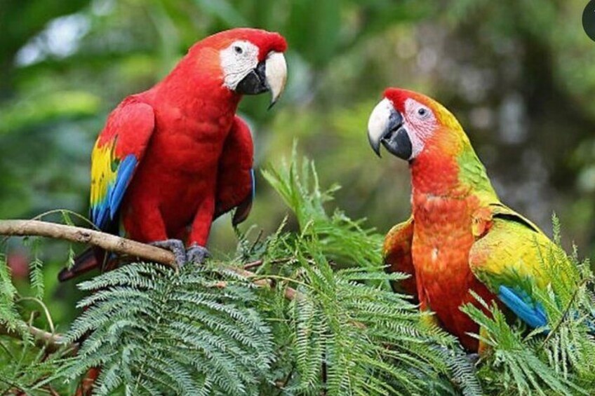 Dos guacamayos coloridos posados en una rama, rodeados de follaje verde. 1