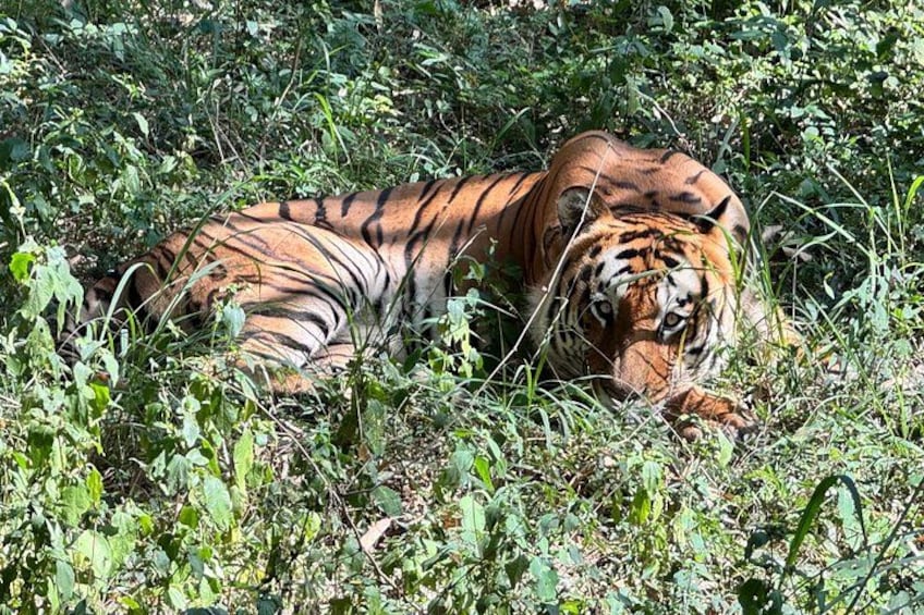 Wild Life Jeep Safari Tour at Bannerghatta with Private Transfer 1