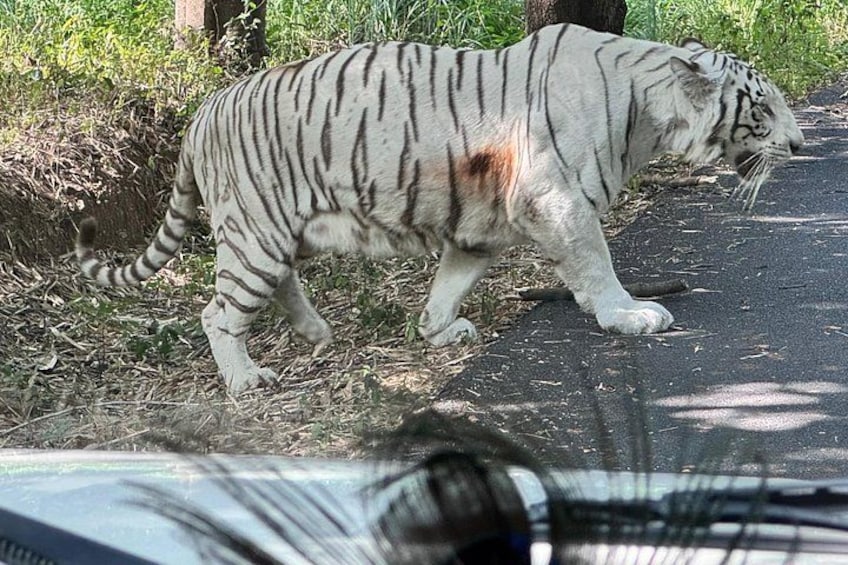 Wild Life Jeep Safari Tour at Bannerghatta with Private Transfer 3
