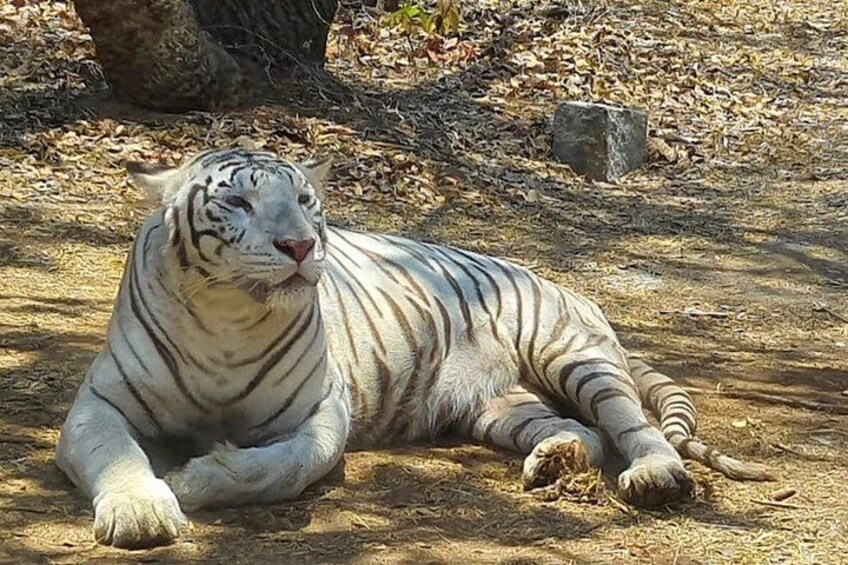 Wild Life Jeep Safari Tour at Bannerghatta with Private Transfer 4