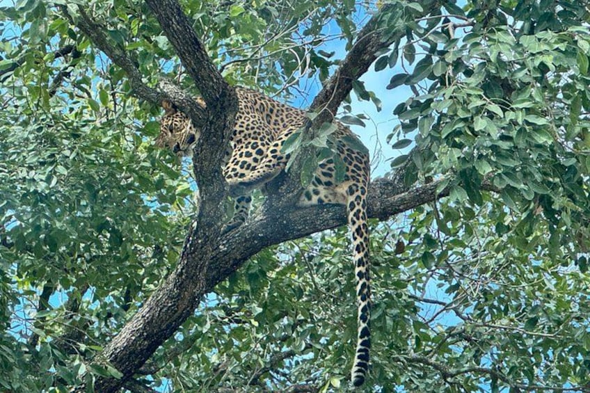 Wild Life Jeep Safari Tour at Bannerghatta with Private Transfer 5