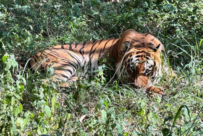 Un tigre descansando entre un follaje verde y tupido. 1