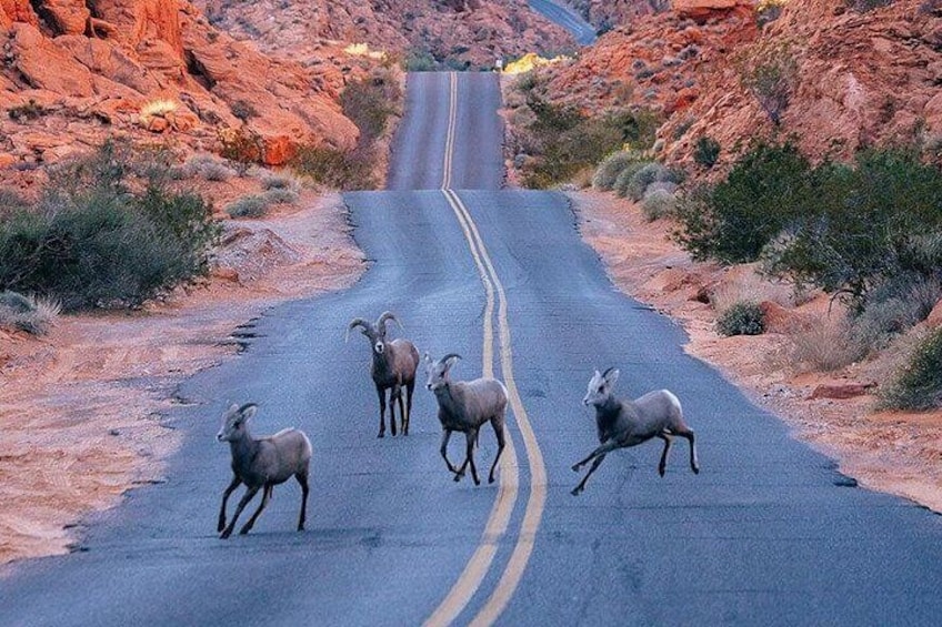 A road with a herd of bighorn sheep crossing. 3
