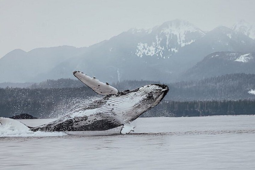Sitka Premier Whale Watching and Wildlife Tour 2