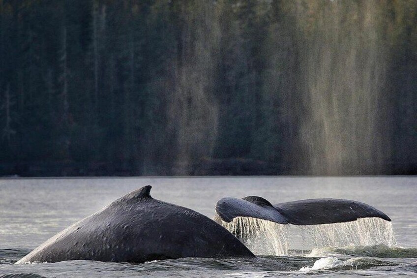 Sitka Premier Whale Watching and Wildlife Tour 3
