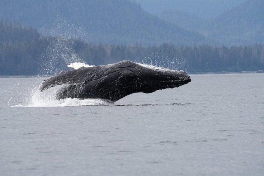 Sitka Whale Watching & Wildlife Adventure 5