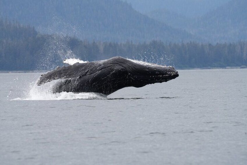 Sitka Whale Watching & Wildlife Adventure 3