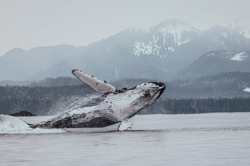 Sitka Premier Whale Watching and Wildlife Tour 2