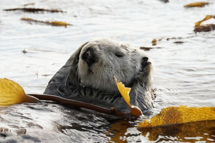 Sitka Whale Watching & Wildlife Adventure 1