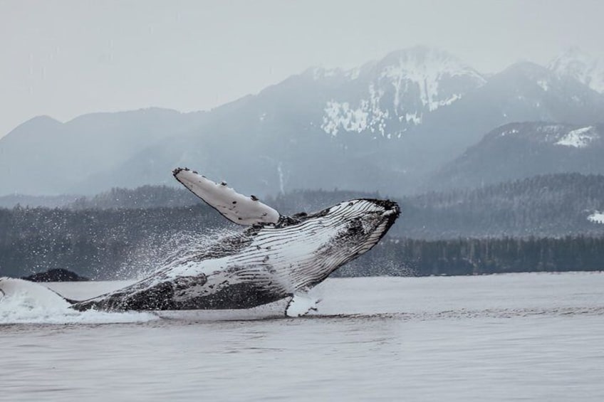 Sitka Premier Whale Watching and Wildlife Tour 2