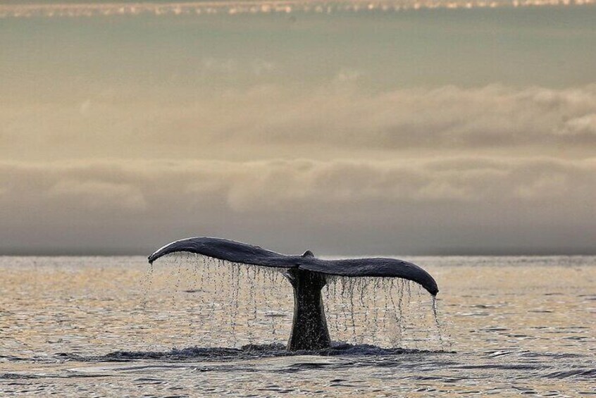 Sitka Premier Whale Watching and Wildlife Tour 4