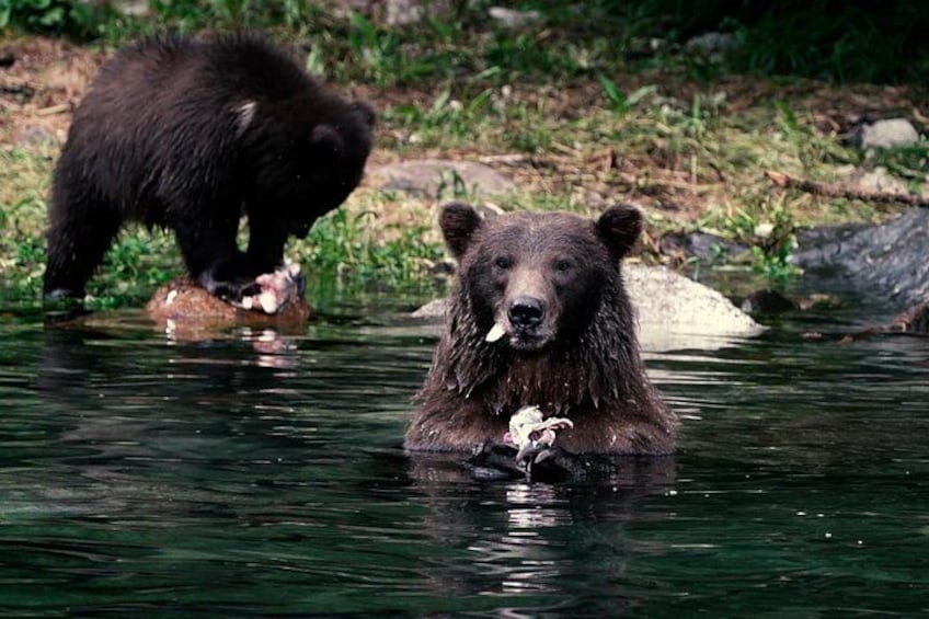 Un oso en el agua sosteniendo un pez. 2