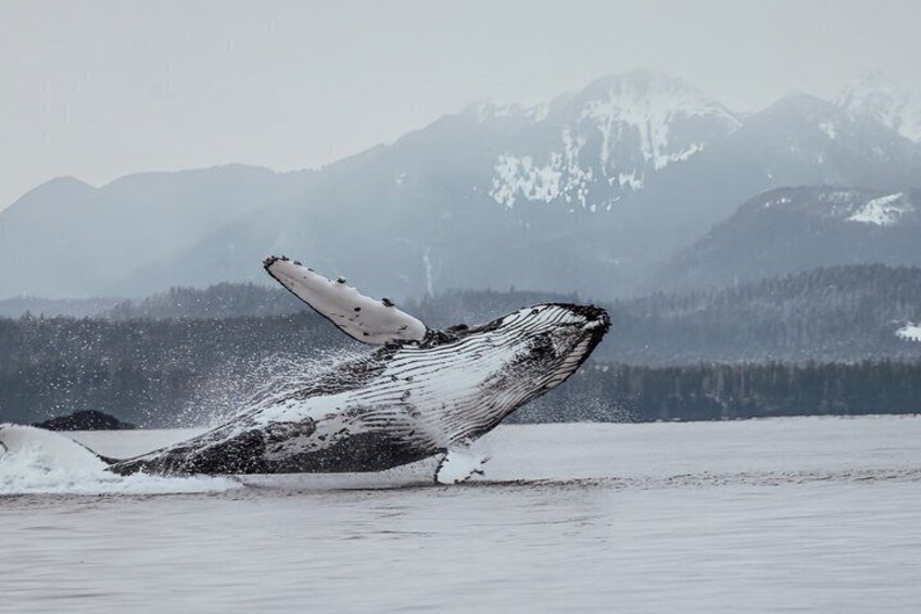 Sitka Premier Whale Watching and Wildlife Tour 2