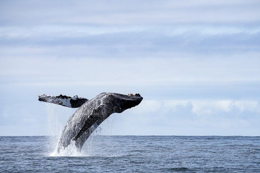 Sitka Whale Watching & Wildlife Adventure 3