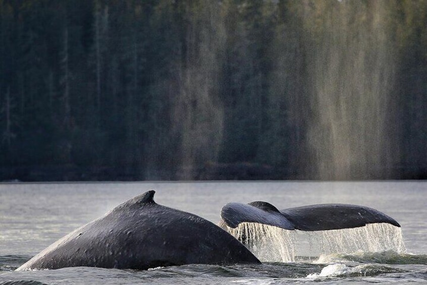 Sitka Premier Whale Watching and Wildlife Tour 3