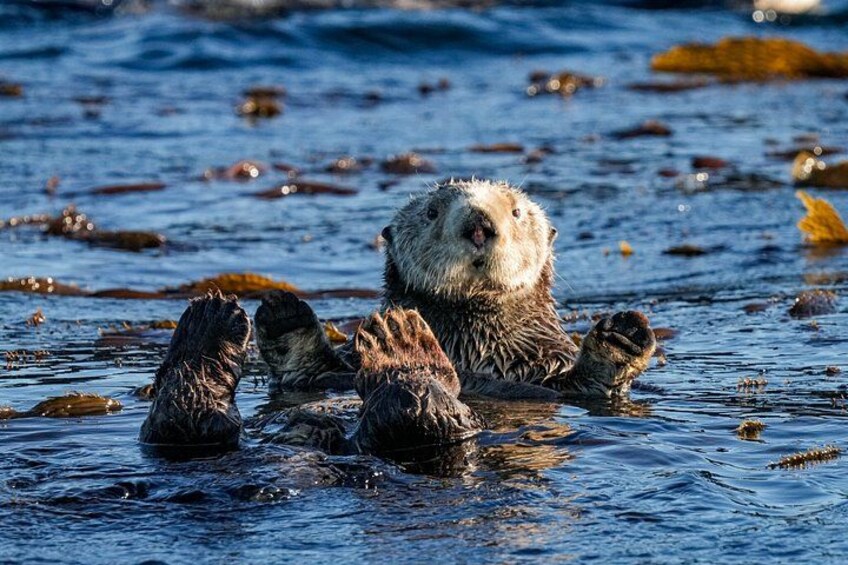 Sitka Whale Watching & Wildlife | Most-Booked Tour in Sitka 4