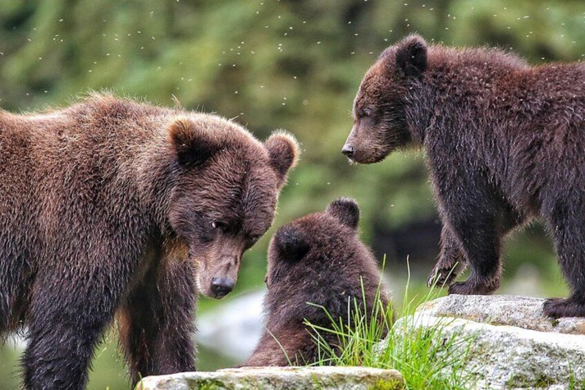 Sitka Whale Watching & Wildlife Adventure 2