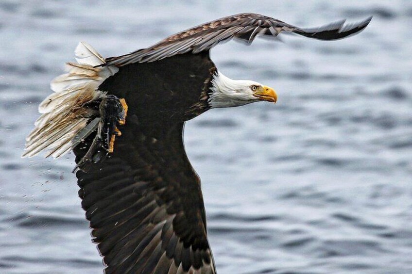 Sitka Premier Whale Watching and Wildlife Tour 5