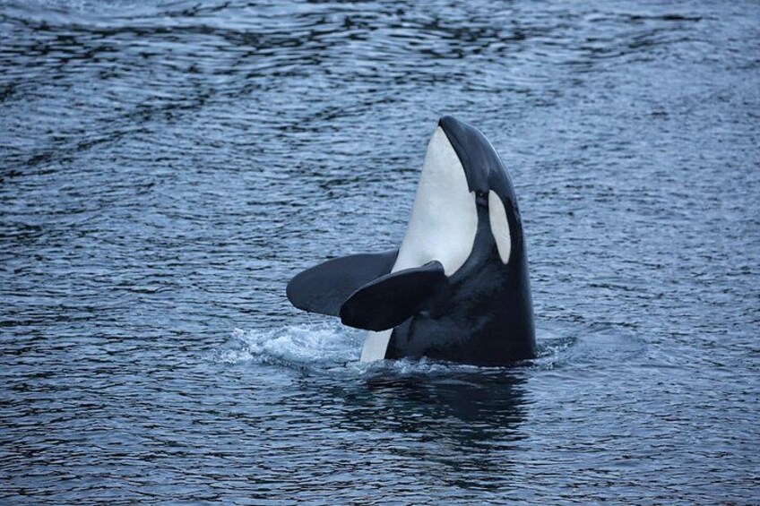 Sitka Whale Watching & Wildlife Adventure 4