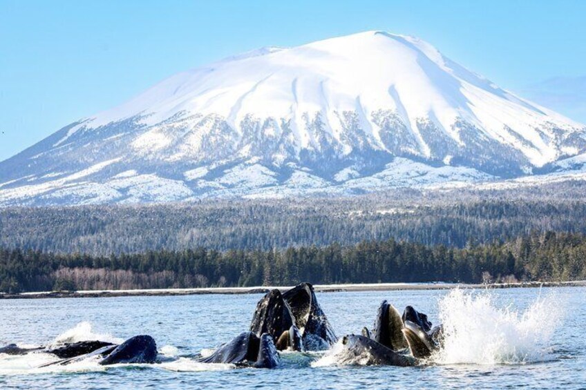 Sitka Premier Whale Watching and Wildlife Tour 3