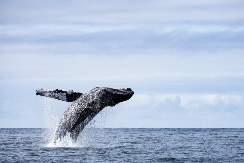 Sitka Premier Whale Watching and Wildlife Tour 5