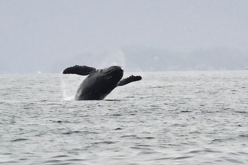 Sitka Premier Whale Watching and Wildlife Tour 2