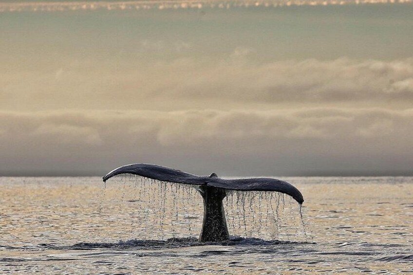 Sitka Premier Whale Watching and Wildlife Tour 4