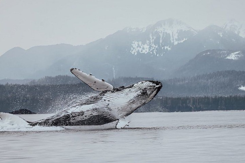 Sitka Whale Watching & Wildlife | Most-Booked Tour in Sitka 2