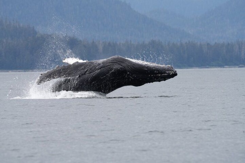 Sitka Whale Watching & Wildlife Adventure 3