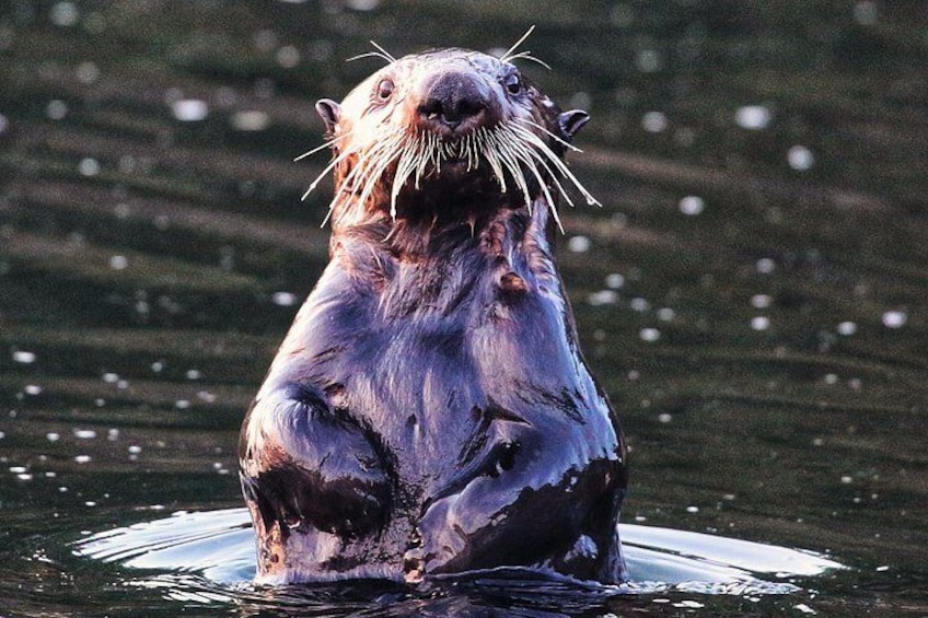 Sitka Whale Watching & Wildlife | Most-Booked Tour in Sitka 3