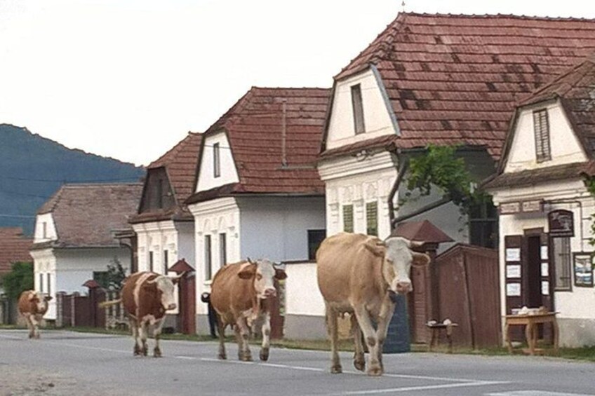 Des vaches se promènent dans une rue d’un village aux maisons traditionnelles. 4