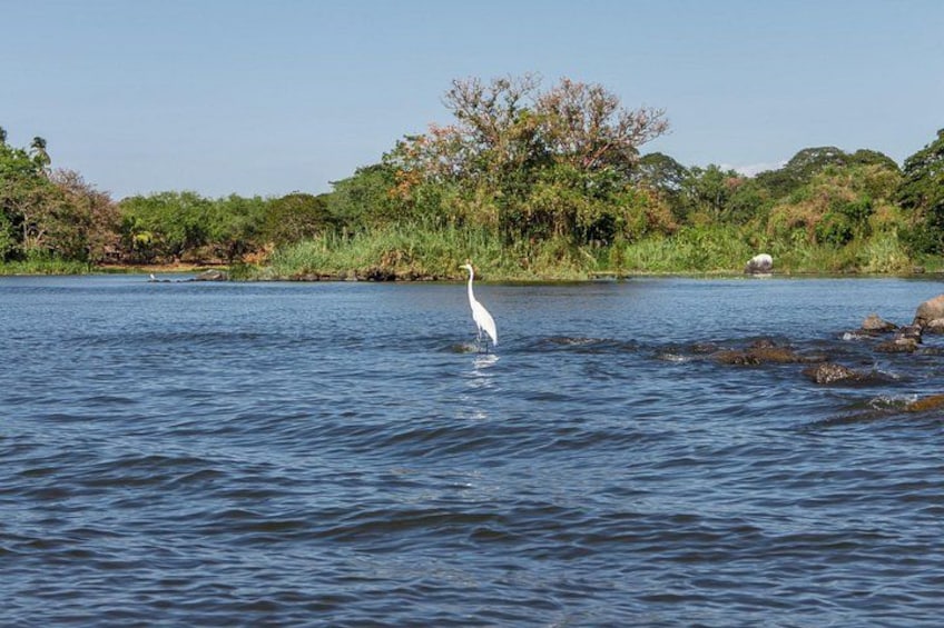 Un ave blanca de pie en aguas tranquilas, con una orilla boscosa al fondo. 3