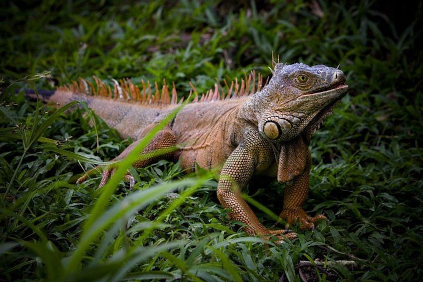 Eine grüne Leguan auf Gras. 2