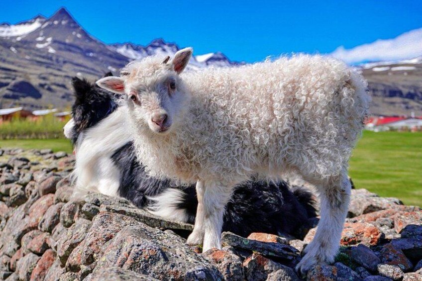Animals in Iceland 5