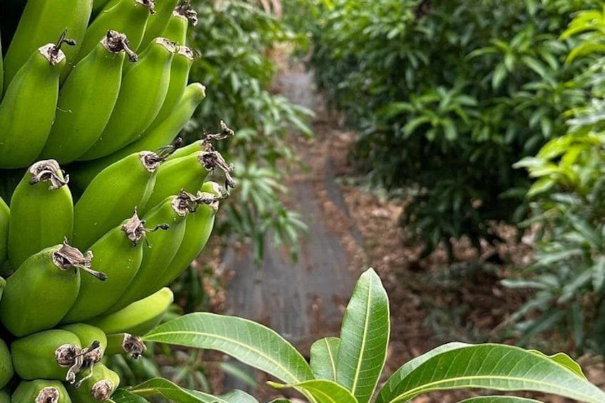 A bunch of green bananas, a narrow path, and lush green foliage. 2