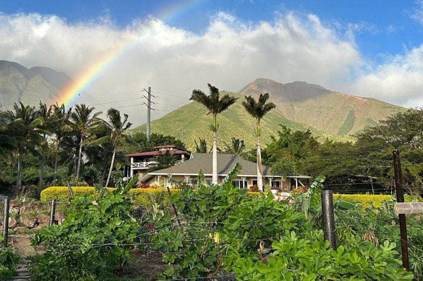 A house with a garden, palm trees, and a mountain in the background. 3
