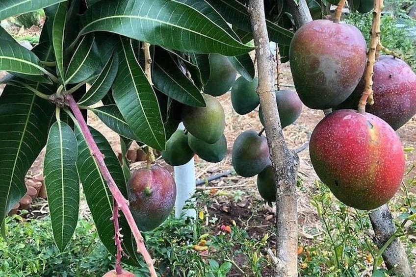 Mangoes hanging from a tree. 4