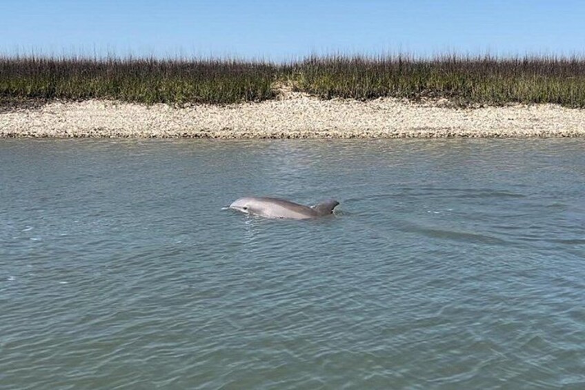 Morris Island Dolphin Cruise and Shelling Trip 2