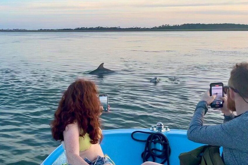 Numerous dolphin encounters! 1