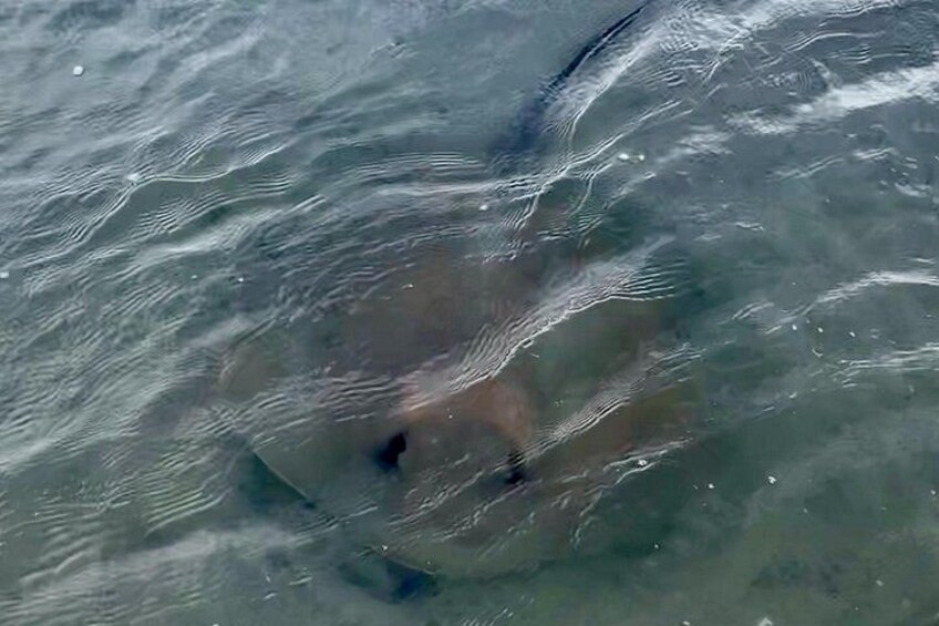 Marine wildlife encounters - Southern Stingray 3