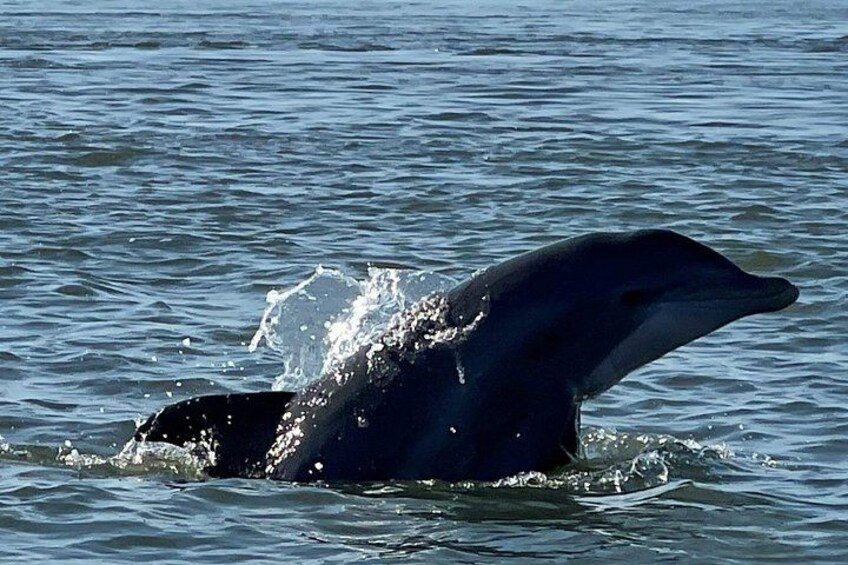 Morris Island Dolphin Cruise and Shelling Trip 4